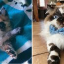 묘생역전 이미지