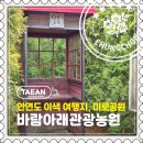 바람아래관광농원 | [태안] 안면도 어른, 아이 모두 즐길 수 있는 이색 여행지 미로공원 "바람아래관광농원"