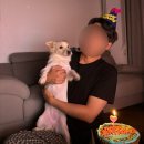 마리동물병원 | 강아지 중성화비용 암컷중성화 시기 회복기간 신림 양지동물병원 후기