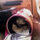 펫택시 타시개 | 펫택시[ 타시개 ]:D