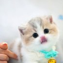 먼치킨