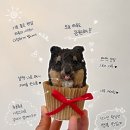 메이드알콩