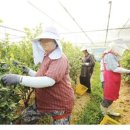 (주)블루베리코리아 이미지