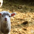 케이목장 이미지