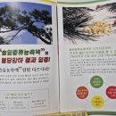 천비솔 솔잎증류농축액 100% 후기 ㅣ 혈당관리 건강기능식품 적송유 솔잎기름 비교