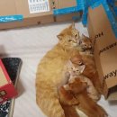 냥글냥글 이미지