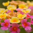 GOGO SWIMMING 이미지