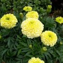 메리골드 이미지