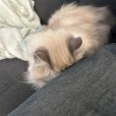 멍탕멍컷 이미지