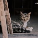별사랑동물병원