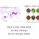 아실리코리아