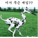 이새 Daum카페