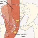 [TIA] 스테판 바세티치의 '내전근 스트레스성 반응' 부상은 얼마나 심각한 것일까? 이미지