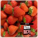 시지팜 | 청주 팜앤딸기 아이와 체험 후기 딸기 수확부터 놀이공간까지 한 번에