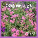 달감 | 숙근 파라놀 버베나 모종 번식 후기