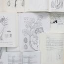 식물도감 이미지