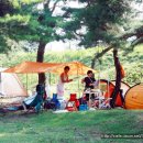 소야 솔밭 이미지