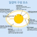 달걀/ 건강하게 먹는 법 이미지