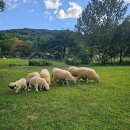평강 | 🌳 포천 평강랜드 아이랑 다녀온 후기! 가족 나들이 추천 🐑