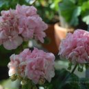 리틀레이크