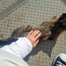 고양이 주인을 찾습니다. 서울시 송파구 잠실한강공원 GS25 1호점 바로 옆 화장실에서 고양이를 발견했어요. 이미지