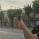 김해 강아지분양 고양이분양 도그하우스 대성점 이미지