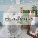 잘어울리개 이미지