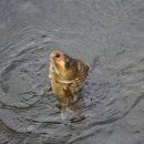 단봉낚시터 이미지