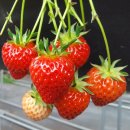 세한농원 이미지