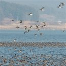 국제오리 이미지