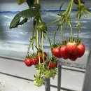 이수표농장 이미지