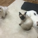 옹기종기 이미지
