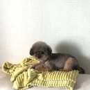 뽀송펫 | “1시간 안에 뽀송끝! 양송이도 반한 펫드라이룸 내돈내산 후기🐶”
