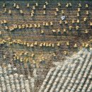 영주볏짚 이미지