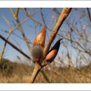 버들강아지 이미지