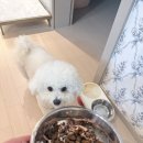 꼬마강아지 | 강아지 밥그릇 귀여운 젤리꼬마 밥상 강아지 식기 후기