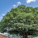 싱그랭이 이미지