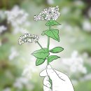 메밀꽃이야기