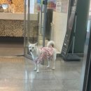 김천온천니아 이미지
