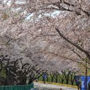 부산 금련산, 황령산 벚꽃길(2023. 4. 1.) 이미지