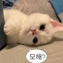 헤즈 | 🪵 거실 원목테이블 | 가성비 식탁 추천 :: 헤즈로 가디엘 소파테이블 내돈내산 후기