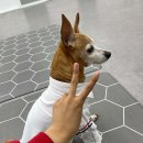 멍그니엘 애견호텔 경기광주점 이미지