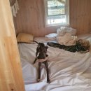 오하브글램핑 | 가평 애견동반 글램핑🐶 오하브글램핑 웨스턴 후기