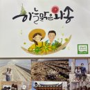 하늘맑은와송 네이버블로그