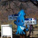 나리 신령수 이미지