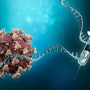 mRNA 치명적인 결과 연구 이미지