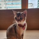 캣플 | 신부동 고양이 카페 캣플, 천안터미널 데이트 장소 후기
