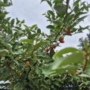 가평솔마당 이미지