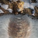 무파사 라이온킹 동생 스카 타카 키로스 후기 쿠키 평점 줄거리 결말 더빙 아이맥스 특전