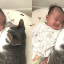 쓰담쓰담 이미지